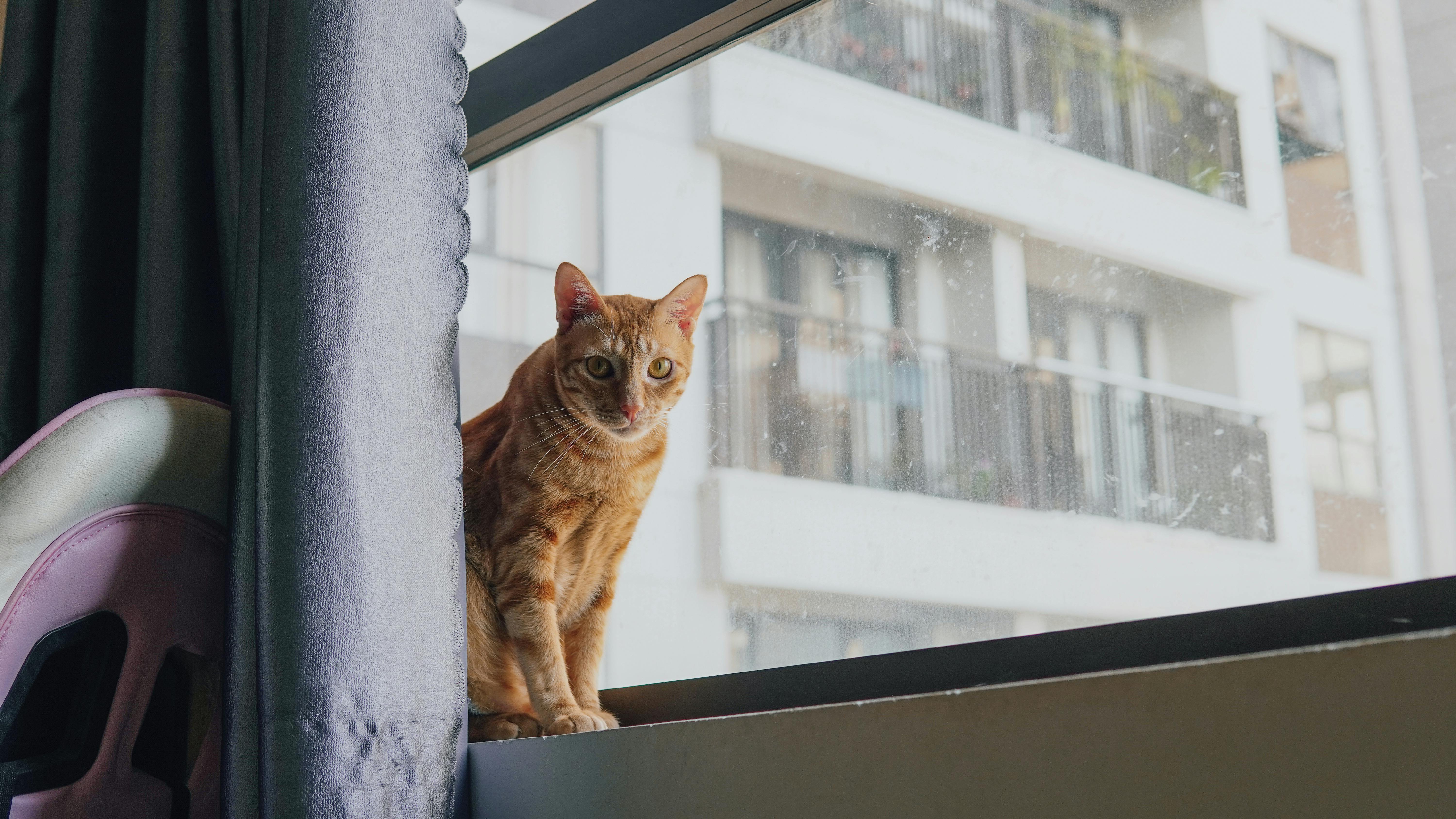 Cat on Windowsill